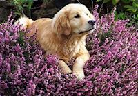 Florais de Bach para pets